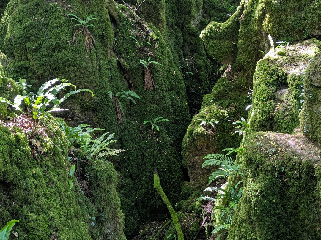 Puzzlewood-Coleford必去景点