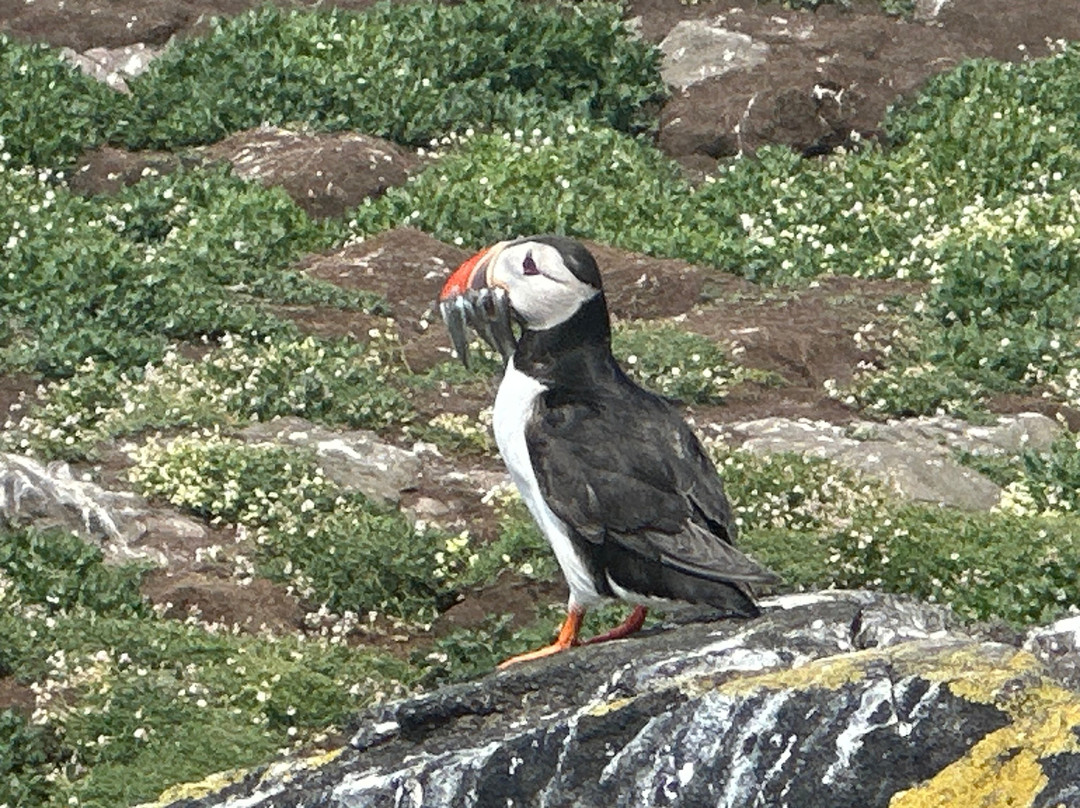 Isle Of May Boat Trips-Anstruther必去景点