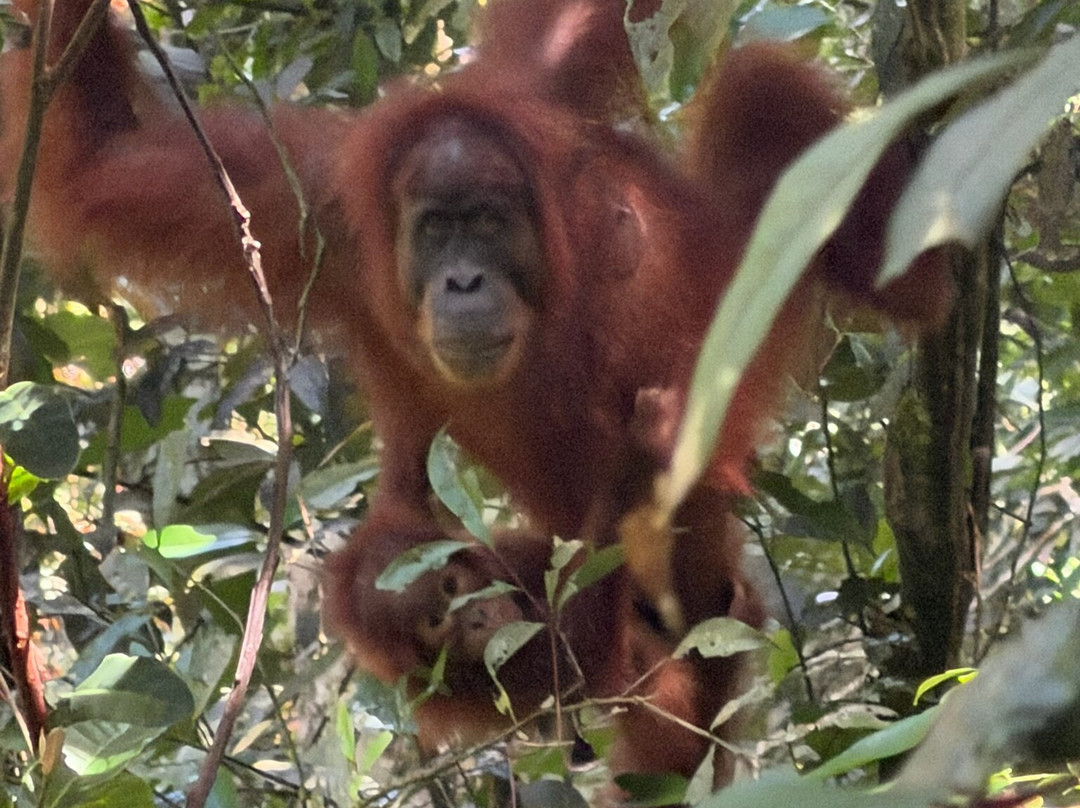 Bukit Lawang Travel-武吉拉旺必去景点