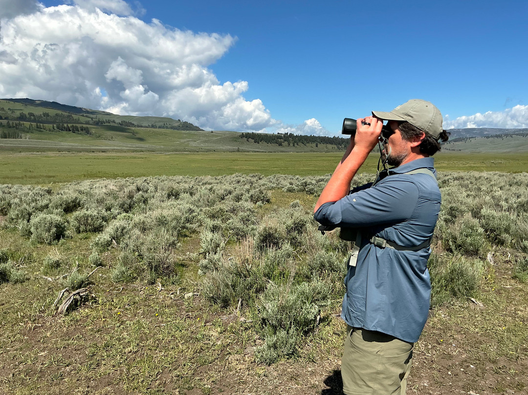 Yellowstone Wolf Tracker-加德纳必去景点