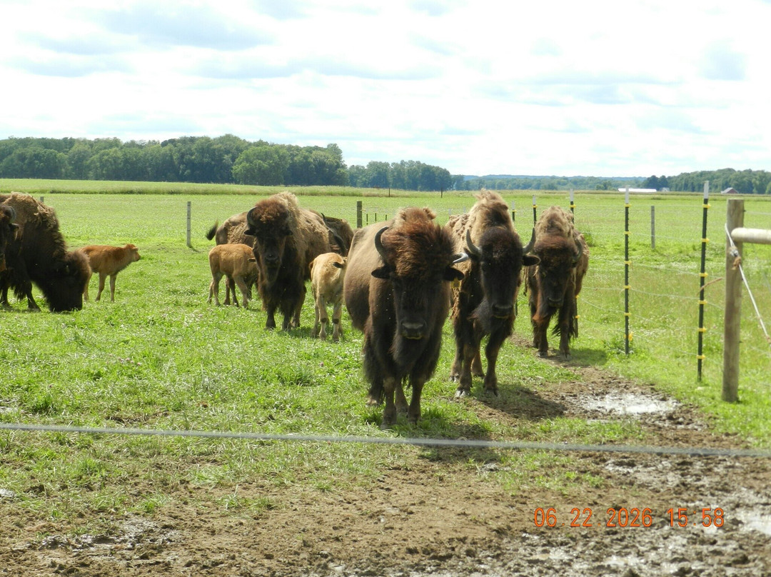 White Oaks Bison Farm-Rochester必去景点