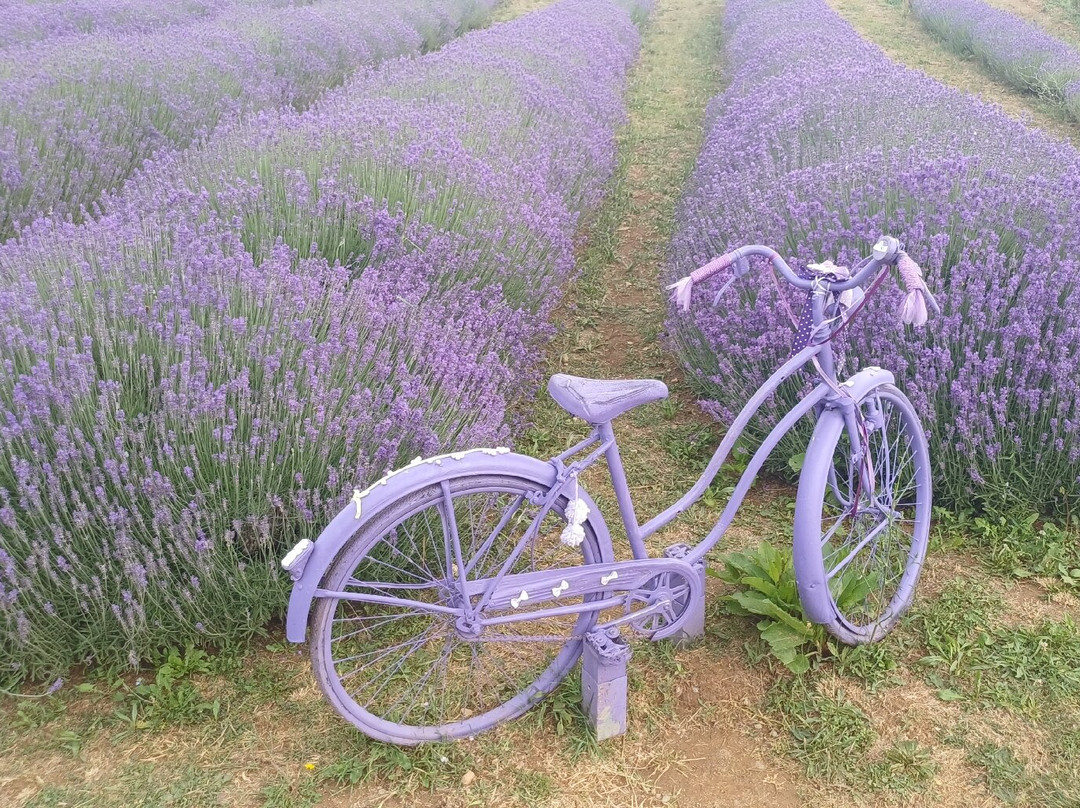 Parco Della Lavanda-Campotenese必去景点