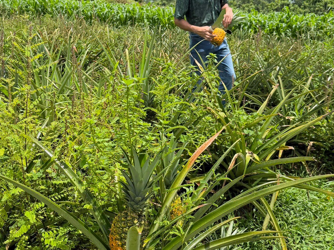Finca Sura-Puerto Viejo de Sarapiqui必去景点