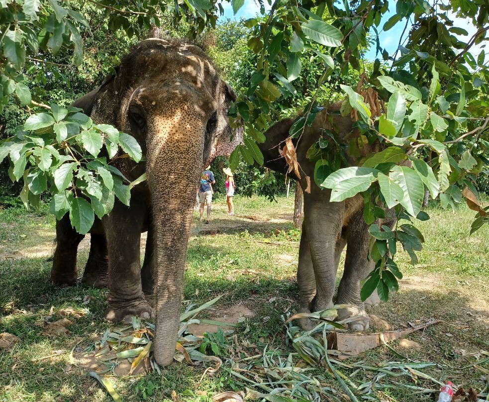 Samui Elephant Sanctuary-波普特必去景点