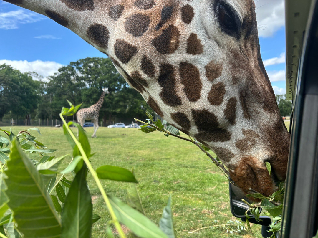 Woburn Safari Park-Woburn必去景点