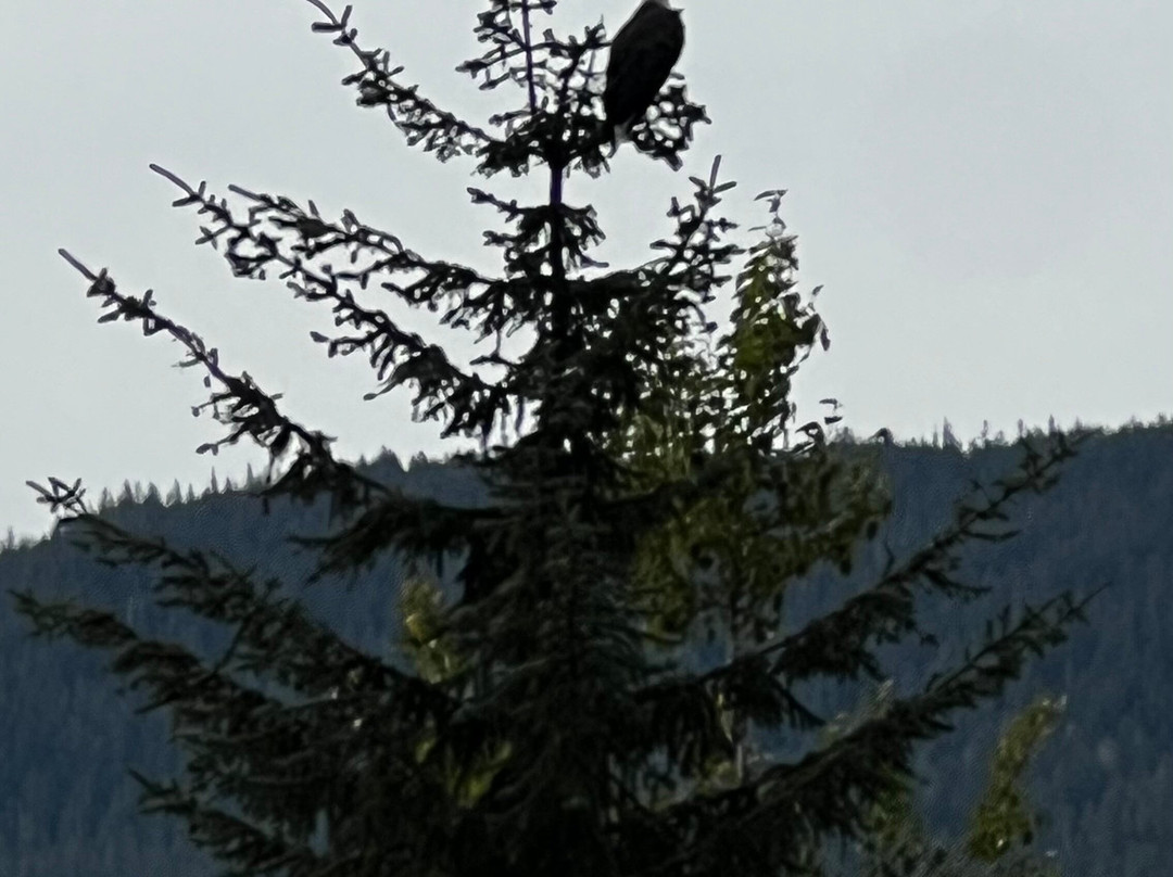 Tongass National Forest-凯奇坎必去景点