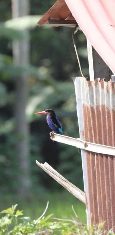 Bali Bird Walks-乌布必去景点