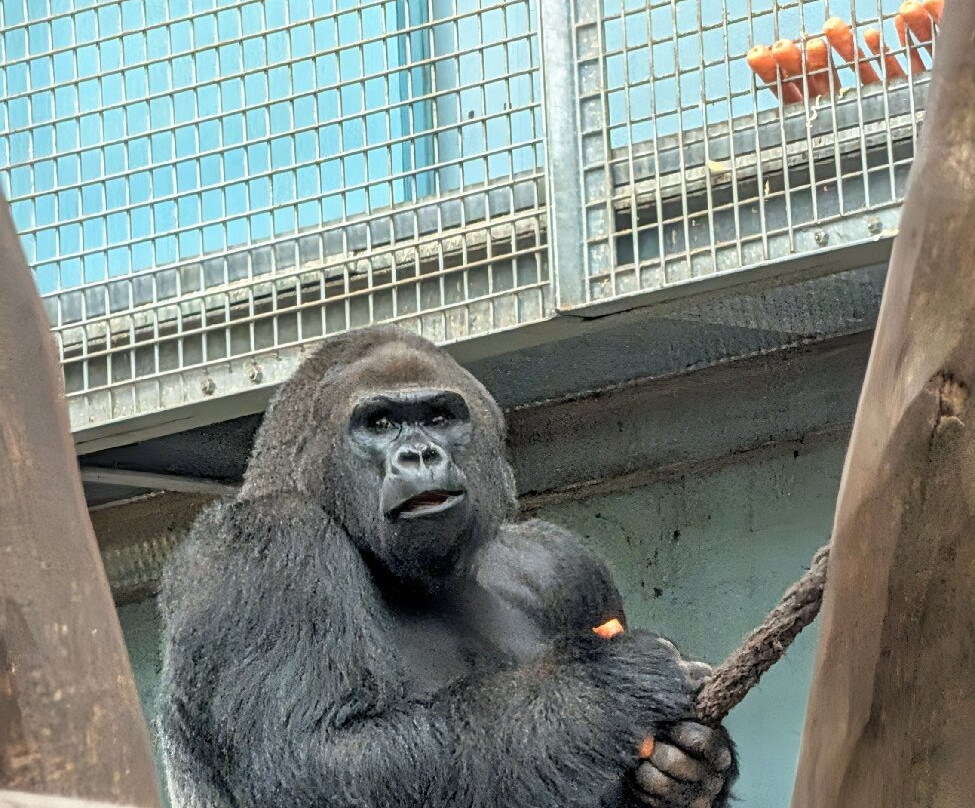 Zoo D'Amneville-昂内维尔必去景点