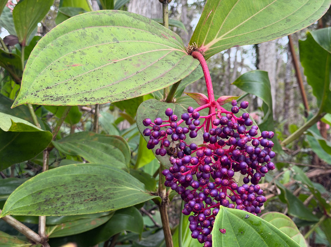 Kona Cloud Forest Sanctuary-凯鲁瓦-柯纳必去景点