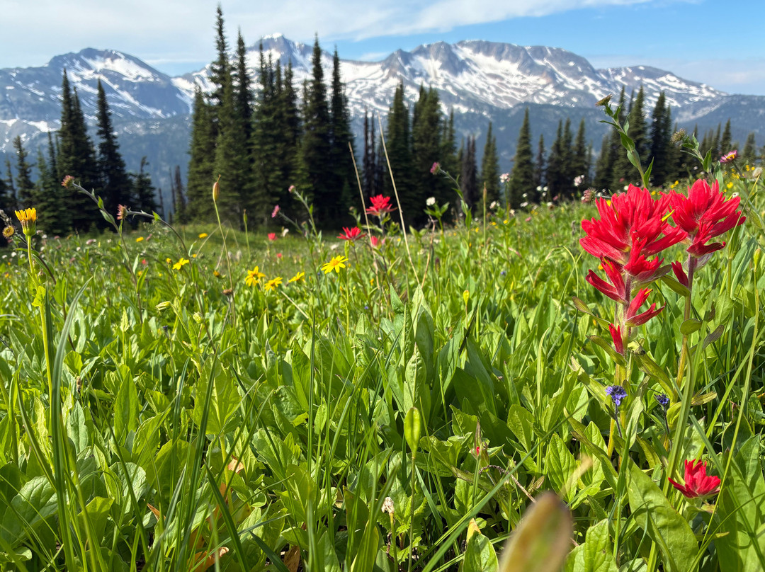 Wells Gray Adventures-克利尔沃特必去景点