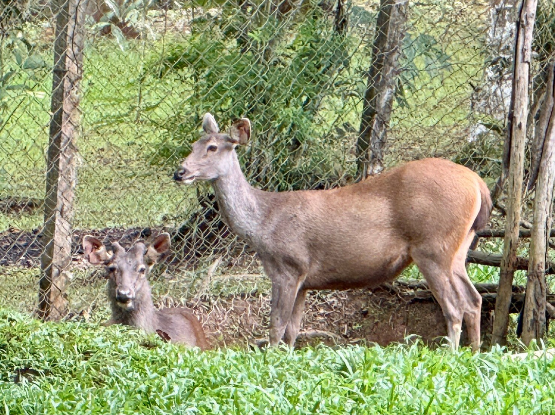 Khao Kho Zoo-考柯县必去景点