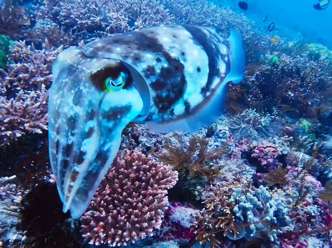 Diving Candidasa-甘地达萨必去景点