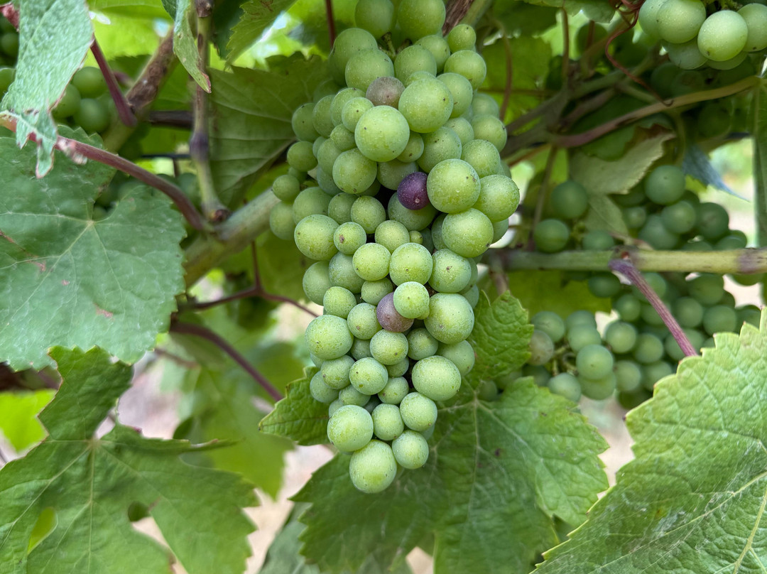 Woodchurch Vineyard-Woodchurch必去景点