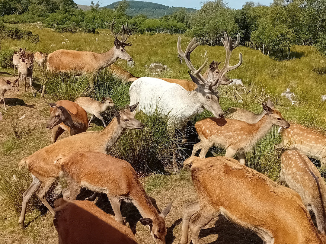 Bainloch Deer Park-Dalbeattie必去景点