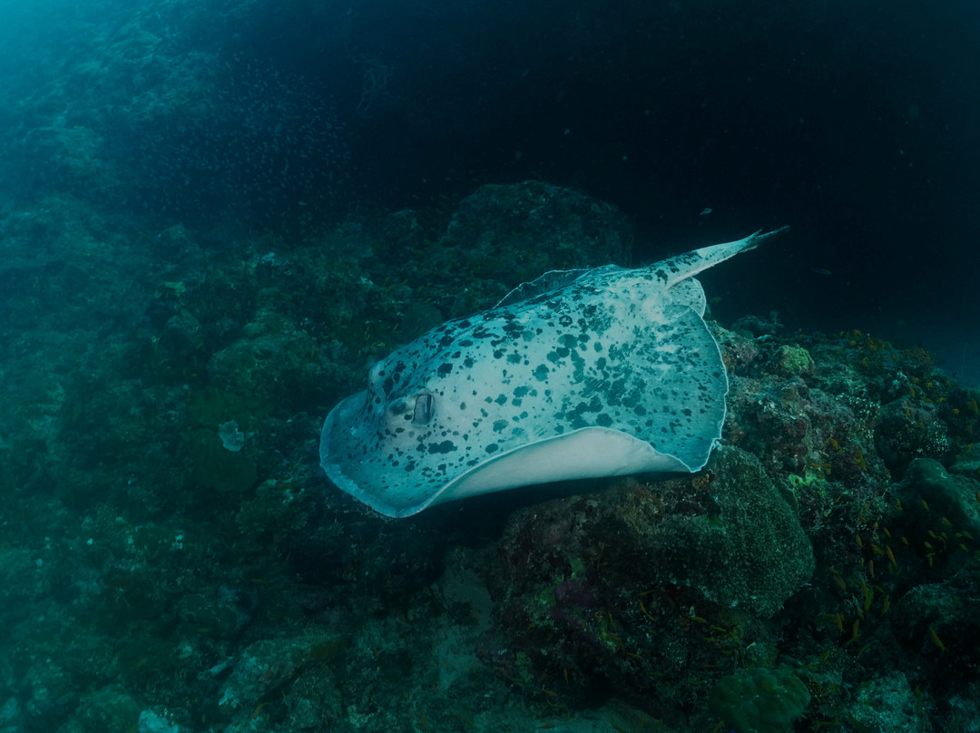 Family Divers Maldives-拉斯胡必去景点
