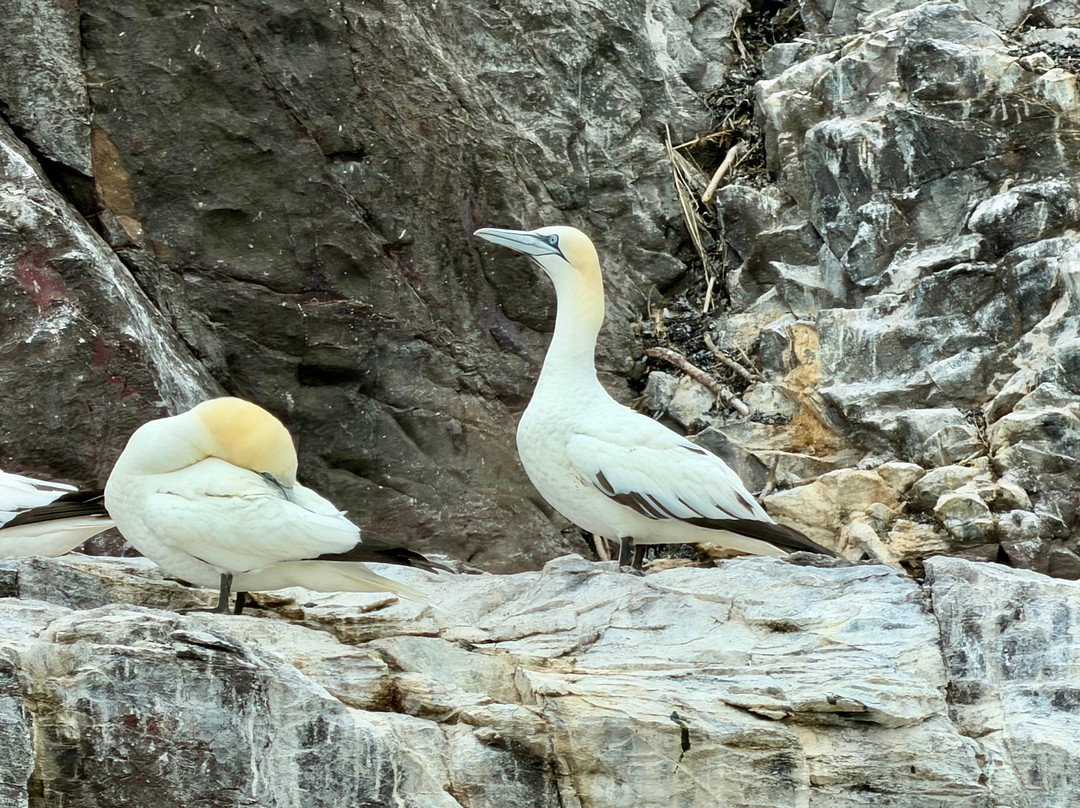 Scottish Seabird Centre-北柏威克必去景点