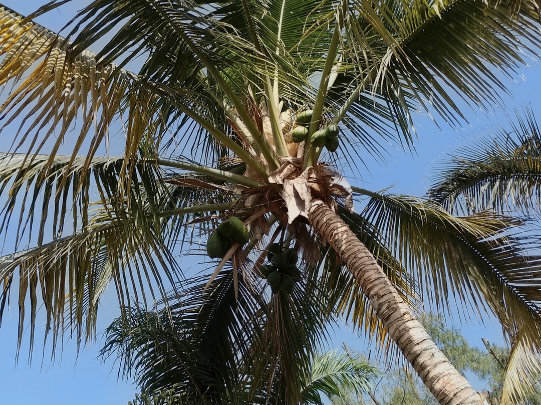 Botanical Park of Maspalomas (El Parque Botanico de Maspalomas)-马斯帕洛马斯必去景点