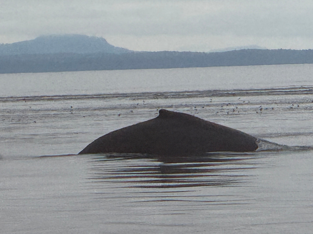 Mackay Whale Watching-Port McNeill必去景点