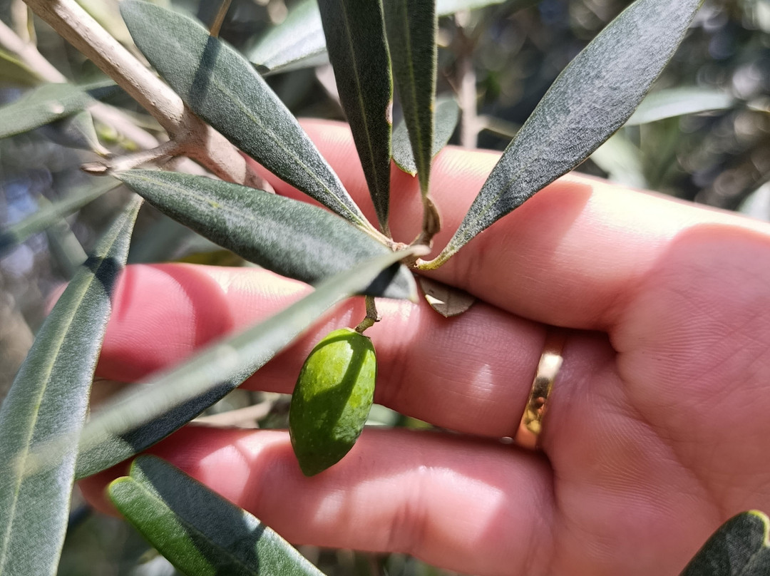 Huerto Olivanto-莱瓦镇必去景点