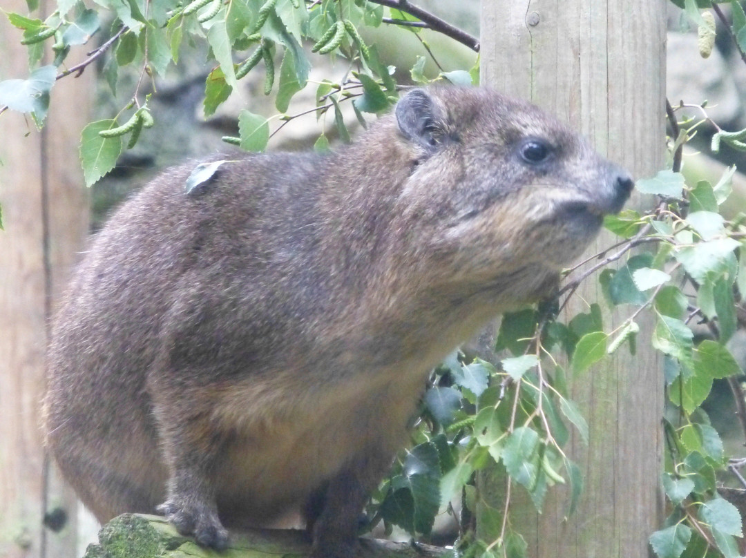 Colchester Zoo-科尔切斯特必去景点