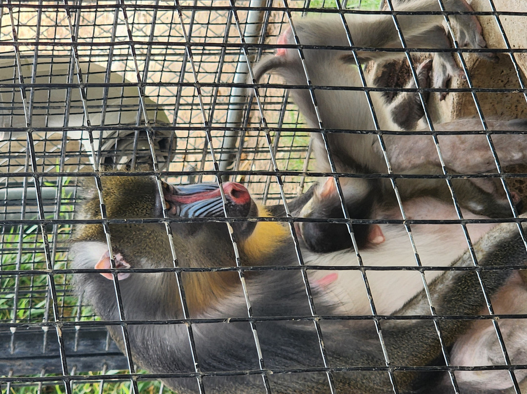 Tanganyika Wildlife Park-Goddard必去景点