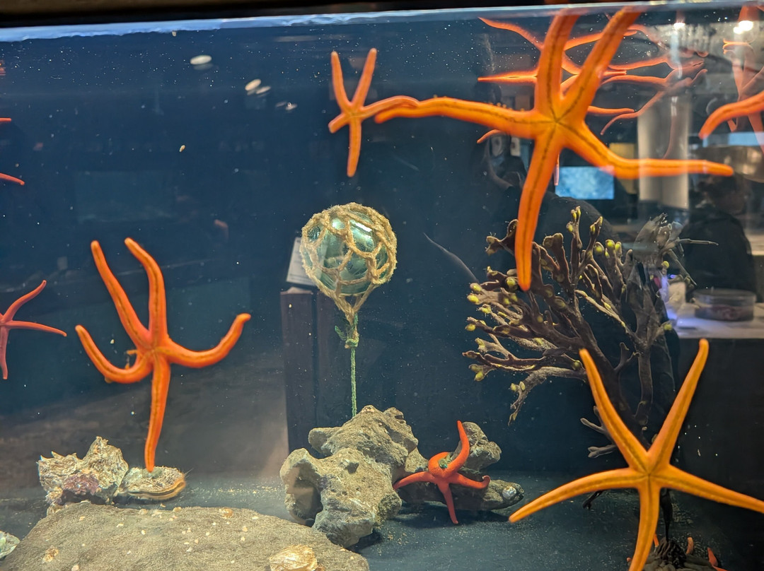 Seaside Aquarium-锡赛德必去景点