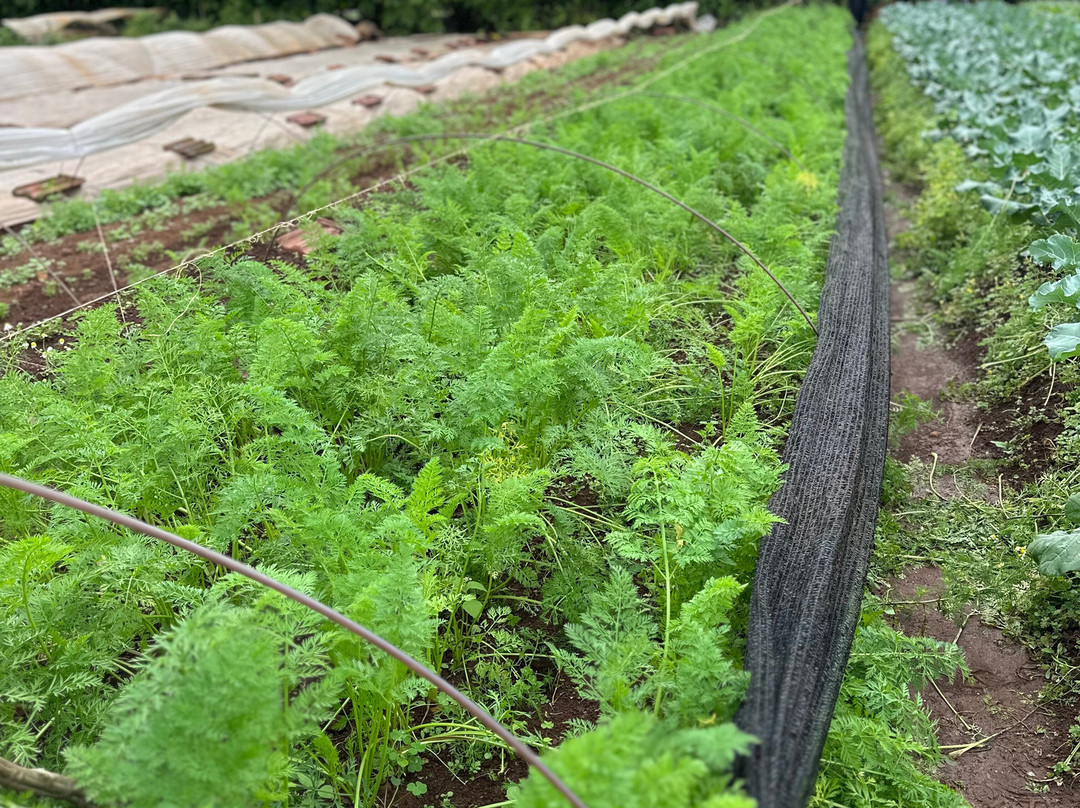 Agroecologia Ferrari-Arroio do Meio必去景点