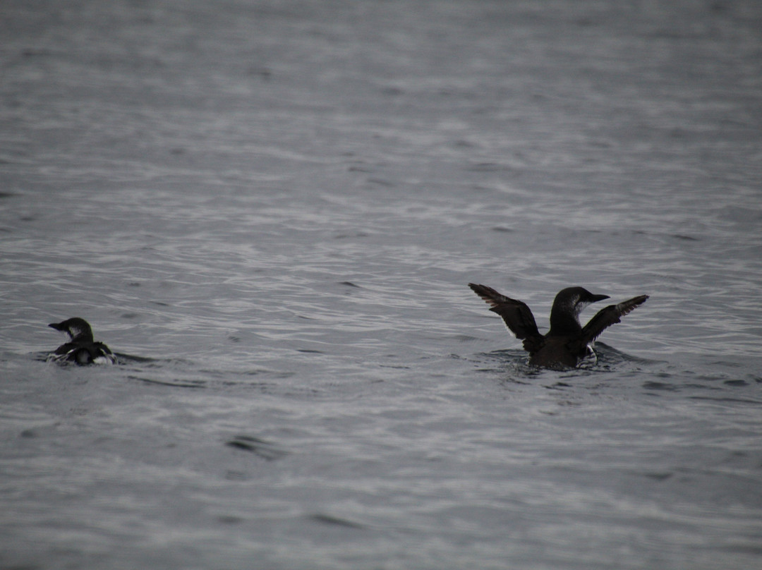Basking Shark Scotland-奥本必去景点