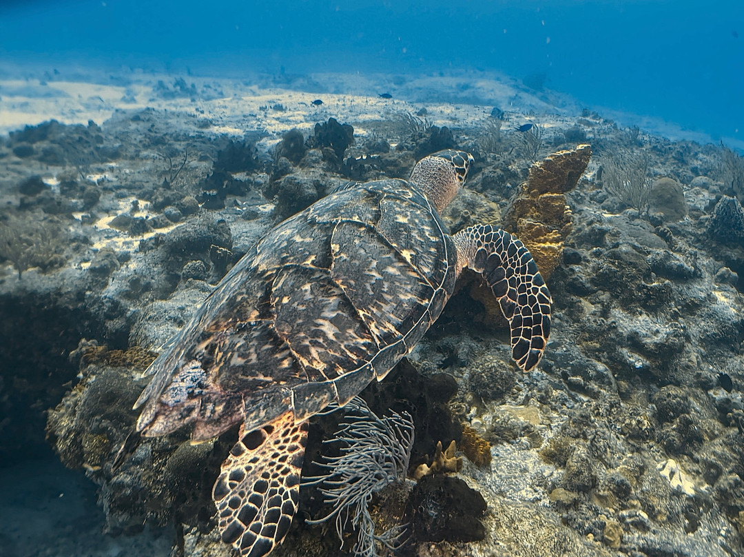 Scuba Life Cozumel-San Miguel de Cozumel必去景点