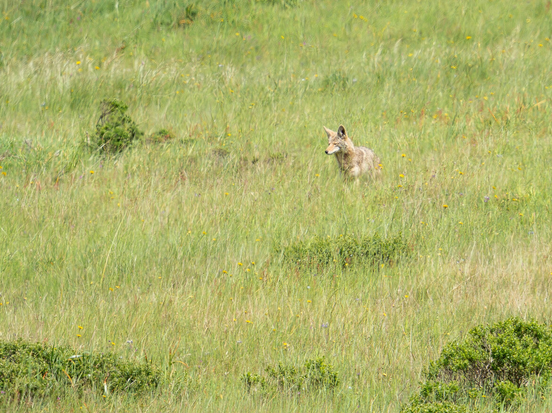 Point Reyes Safaris-Point Reyes Station必去景点