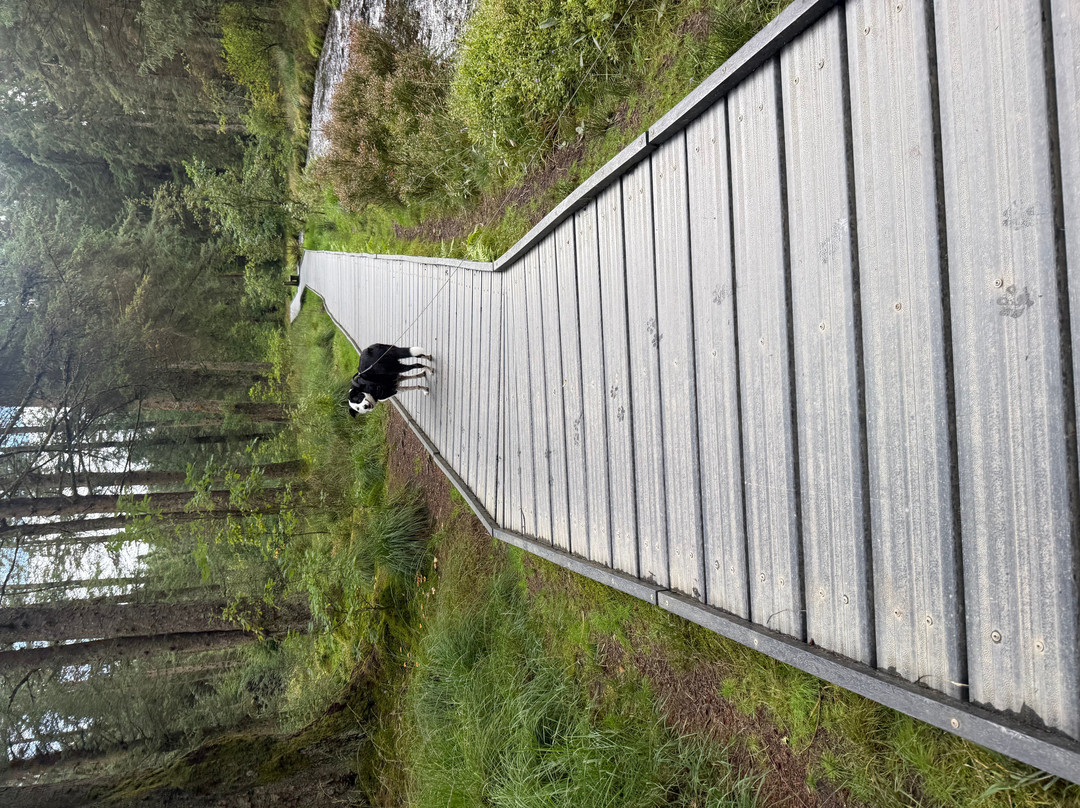 Hafren Forest