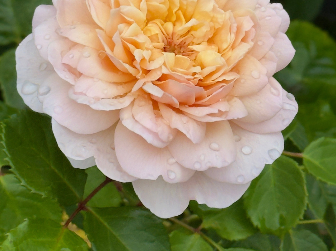 David Austin Roses