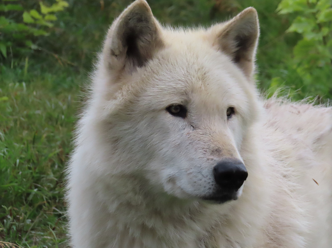 Yamnuska Wolfdog Sanctuary-科克伦必去景点