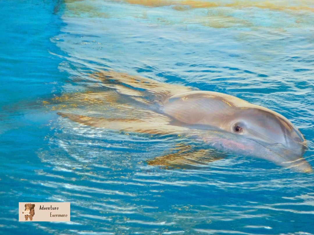 Clearwater Marine Aquarium-克利尔沃特必去景点