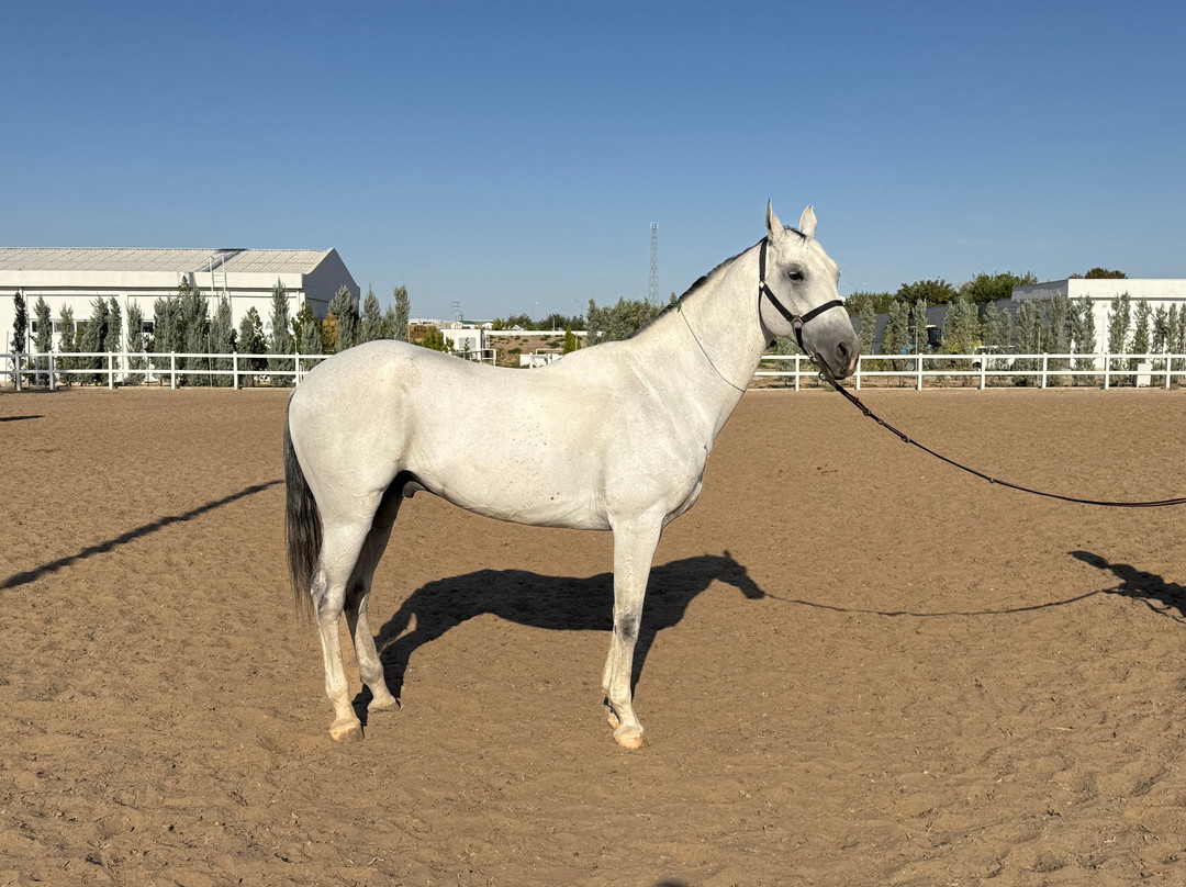 Ashgabat hippodrome-阿什哈巴德必去景点