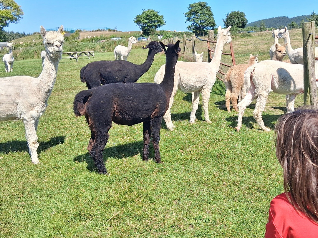 K2Alpacas-Wicklow必去景点