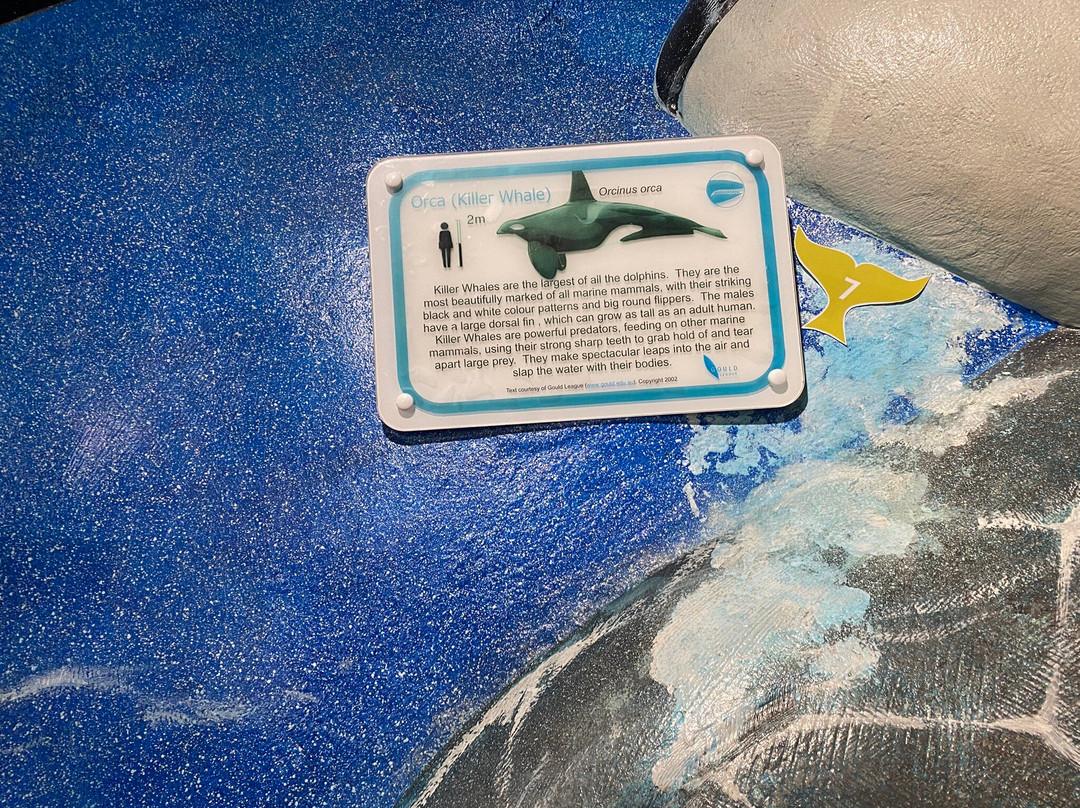 South Australia Whale Centre-维克多港必去景点