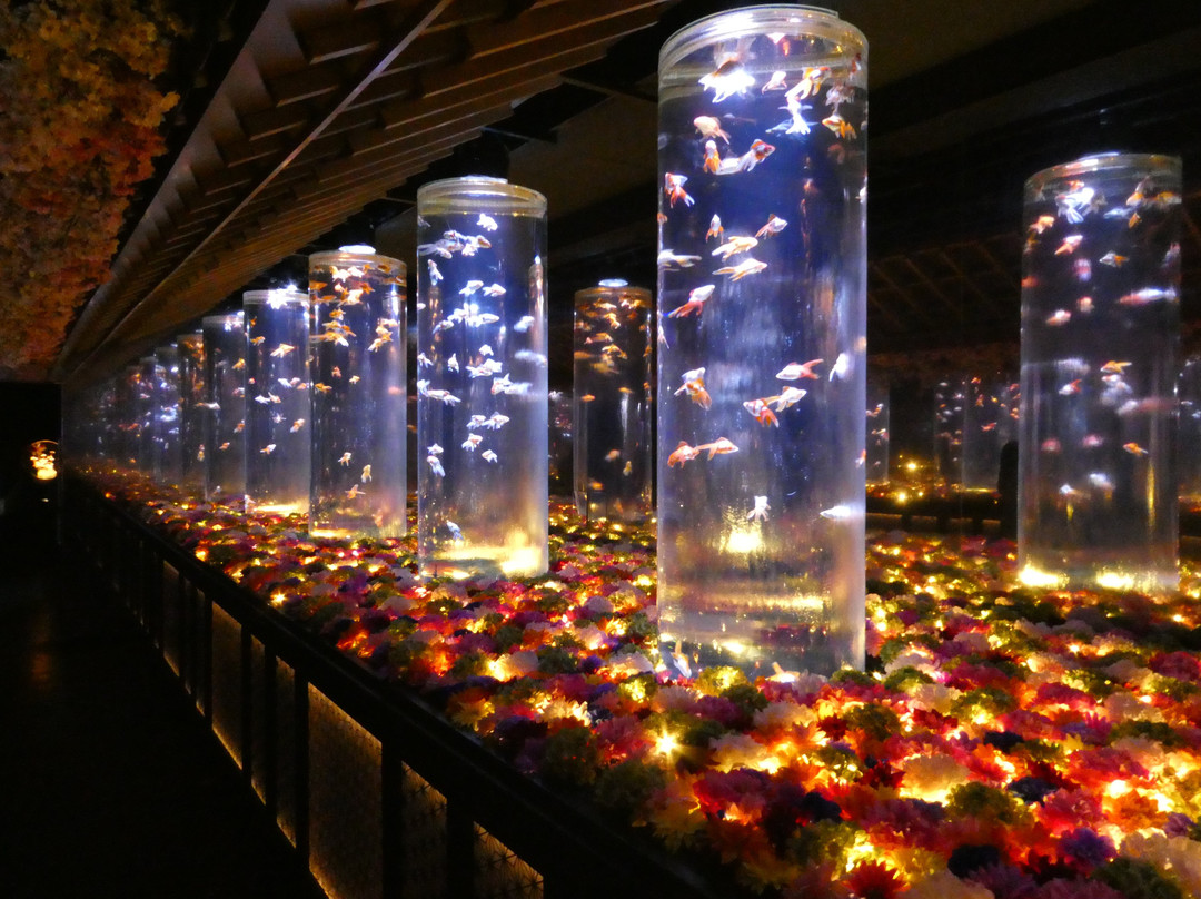 Art Aquarium-Ginza必去景点