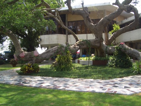 鼓浪屿宾馆-客卧