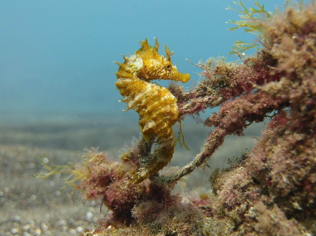 Puerto Rico Diving-波多黎各必去景点