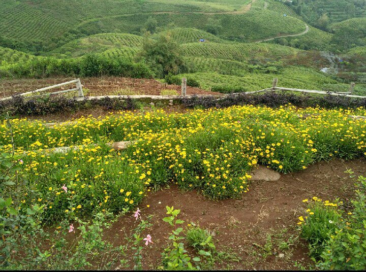 Malino Tea Plantation景点图片