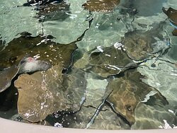 Stingray Reef 215 Kipp Ave-克马必去景点