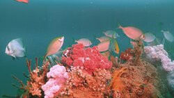 Rick's Dive School-希望岛必去景点