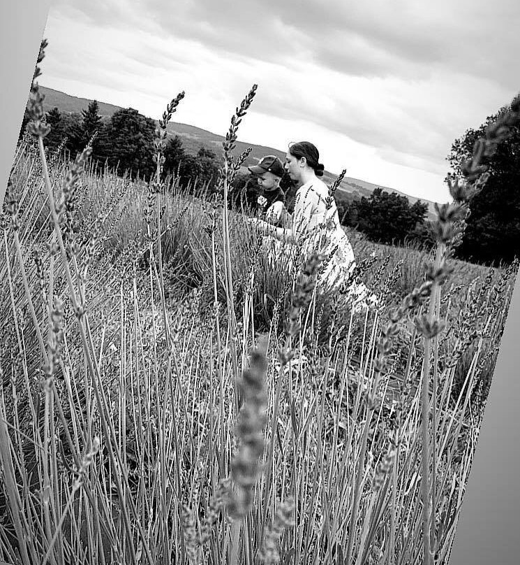 Hillcrest Lavender Farm,LLC-Sherburne必去景点