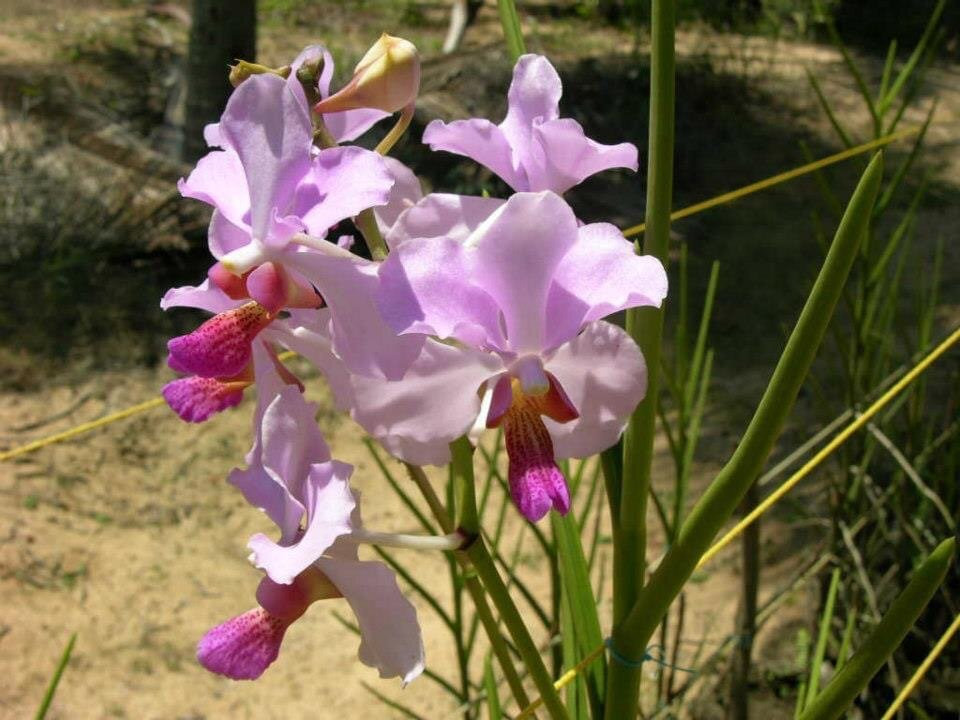 The Tropical Botanical Garden & Research Institute景点图片