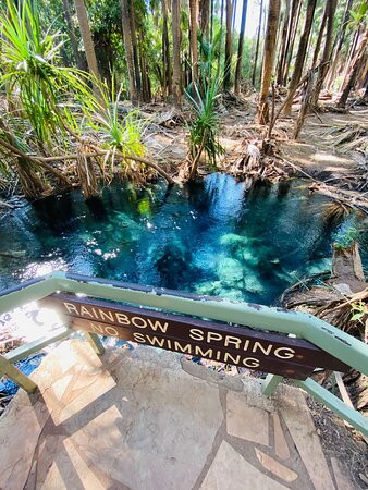 Mataranka Thermal Pool景点图片