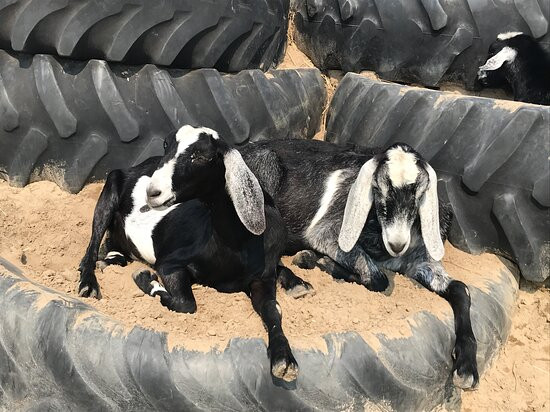 Old McDonald's Farm-Sackets Harbor必去景点