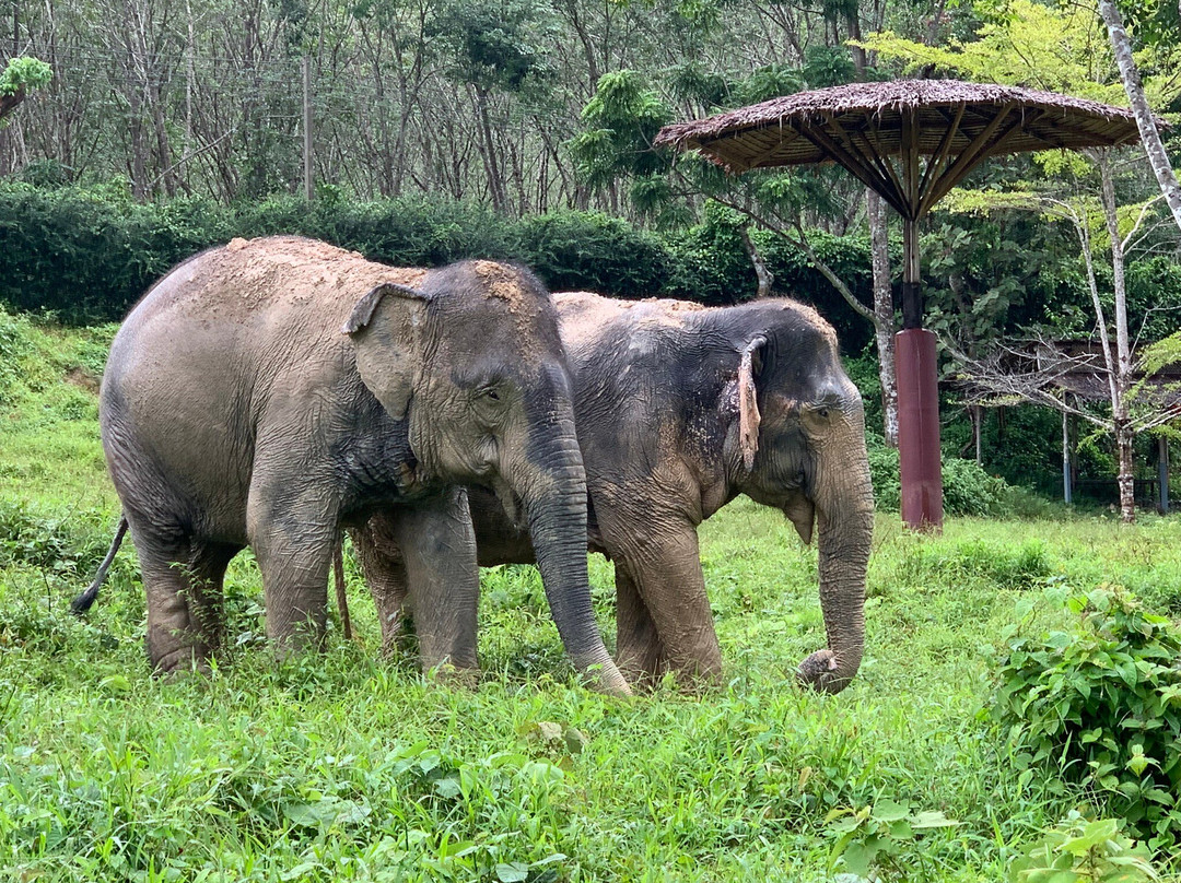 Phuket Elephant Park景点图片