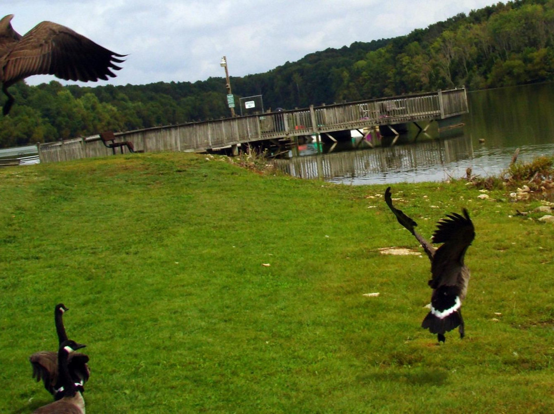 null-伊丽莎白敦