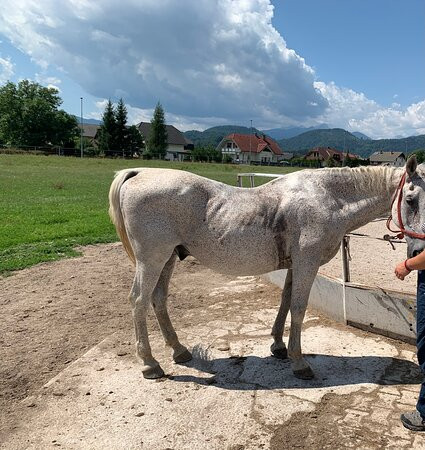 sLOVEnia HORSE RIDING-布莱德必去景点